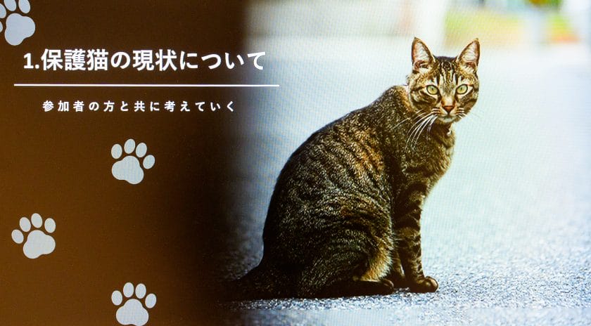 保護猫を取り巻く環境について伝えるワークショップの実践