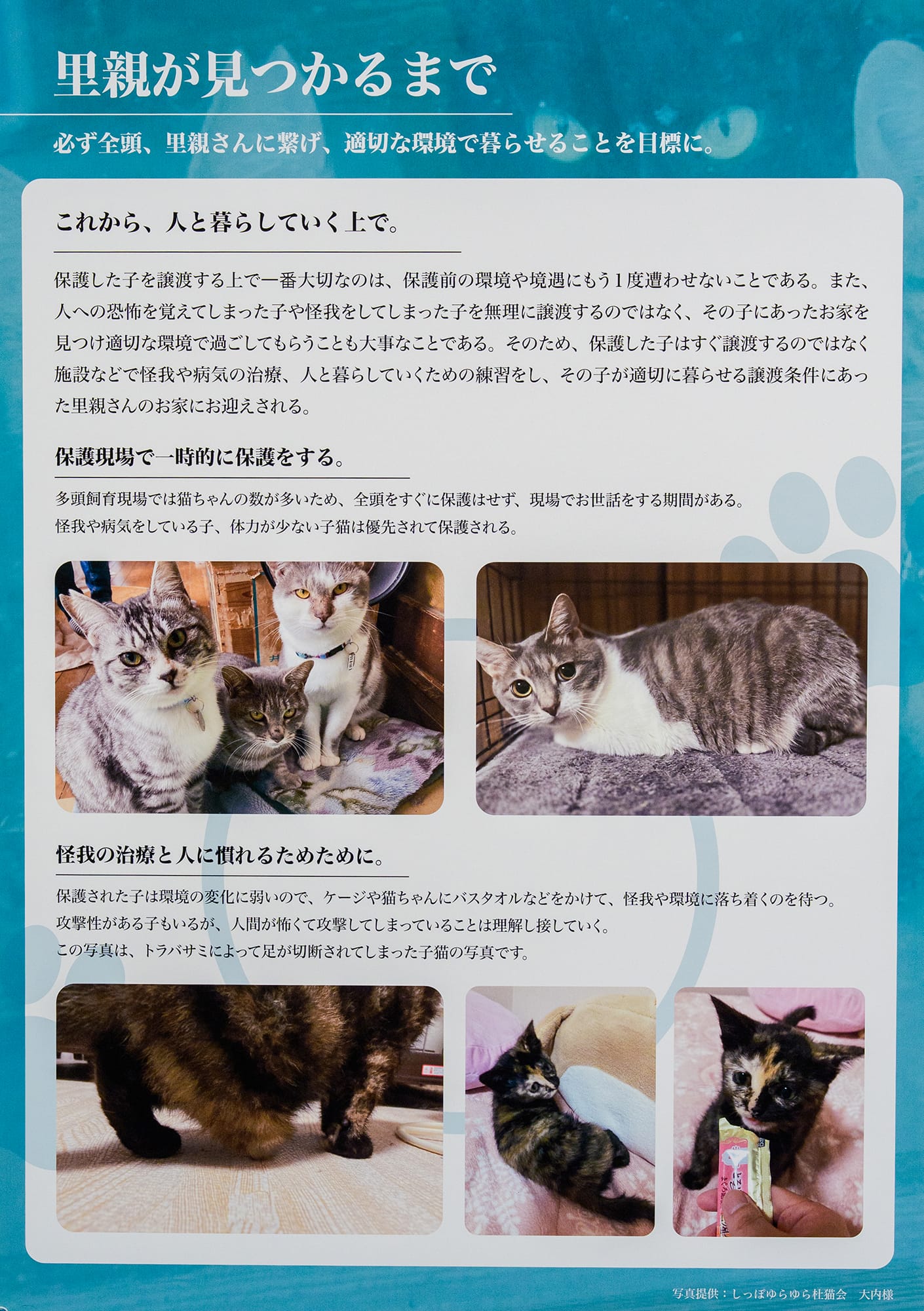 保護猫を取り巻く環境について伝えるワークショップの実践
