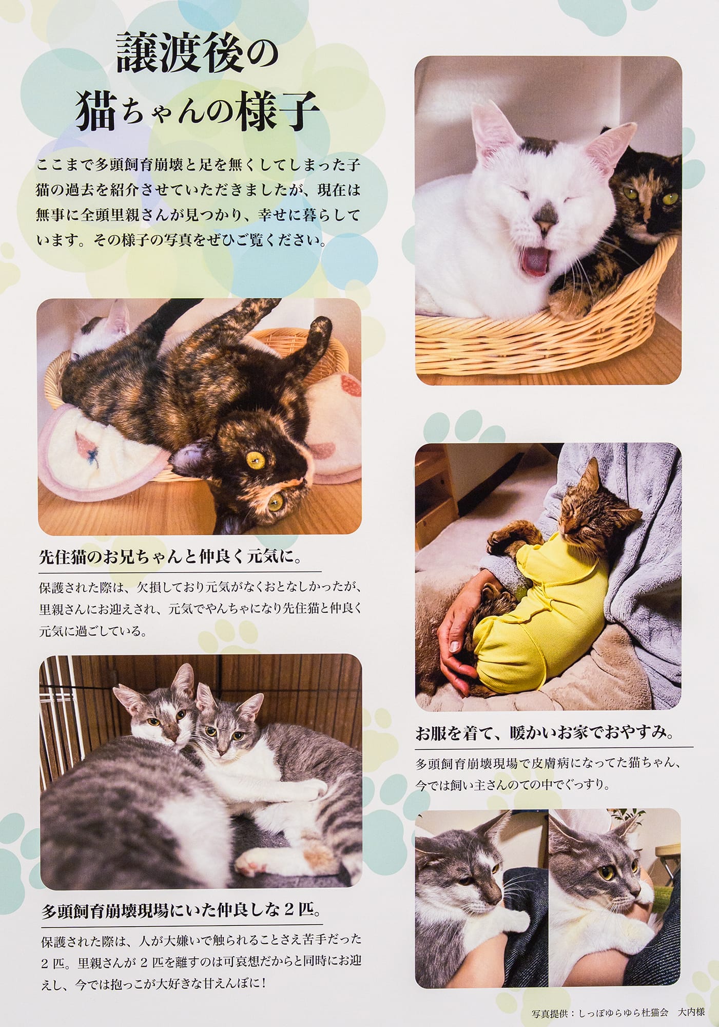 保護猫を取り巻く環境について伝えるワークショップの実践