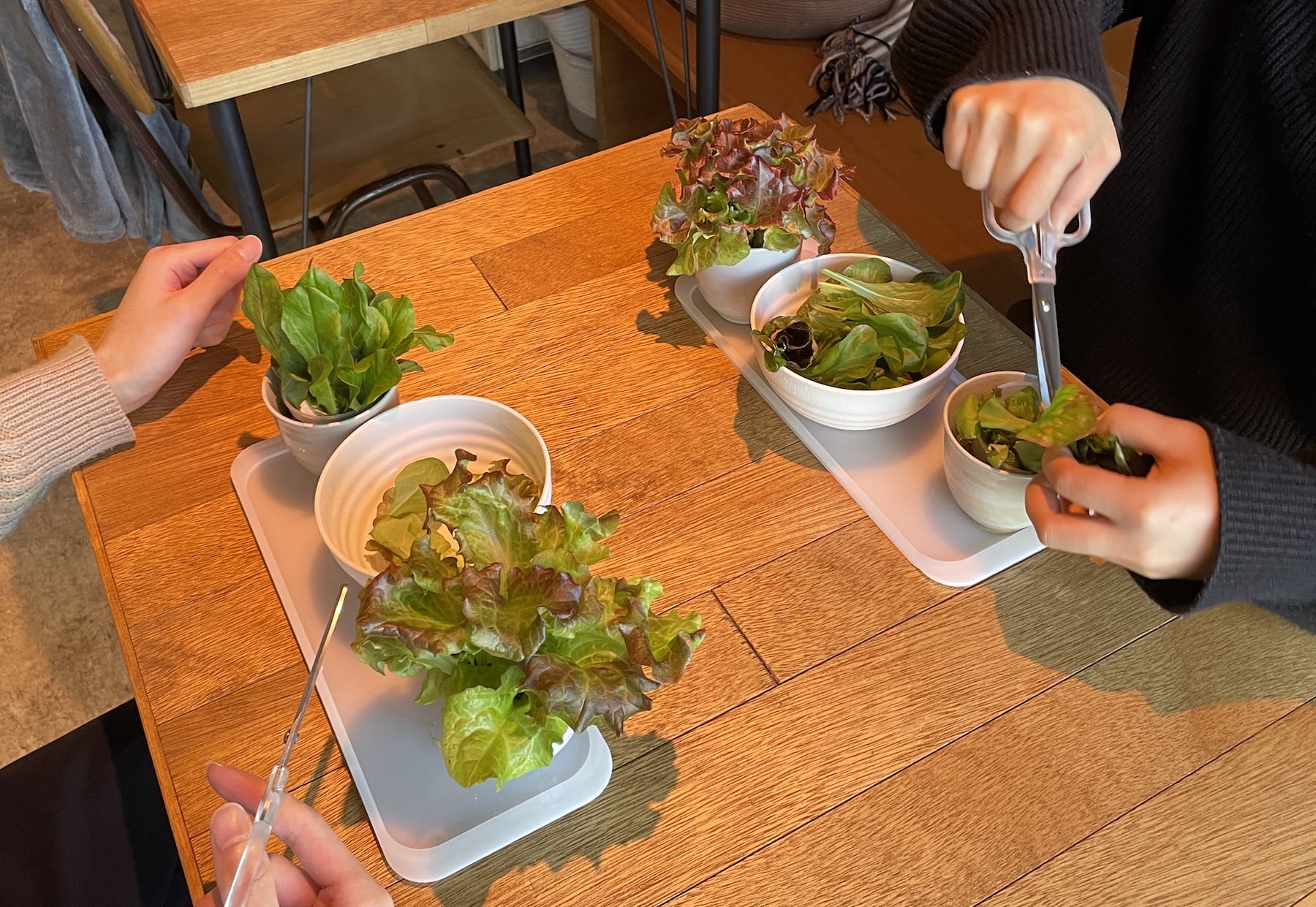 小規模飲食店での収穫体験を伴ったメニューの導入を可能にするシステムと什器の提案