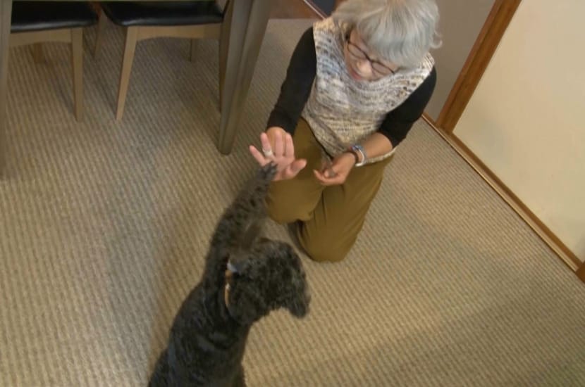 もうひとつのスタートライン ～キャリアチェンジ犬のその後～
